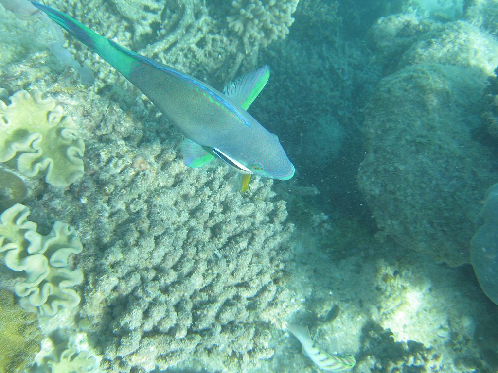 2011_Diving_the_Great_Barrier_Reef (122).JPG
